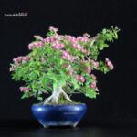 Crataegus Cuneata - Biancospino Rosa - immagine 2