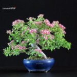 Crataegus Cuneata - Biancospino Rosa - immagine 3