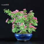 Crataegus Cuneata - Biancospino Rosa - immagine 4