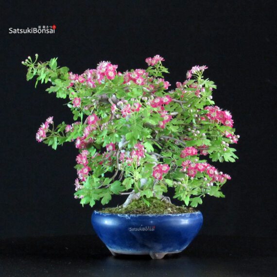 Crataegus Cuneata - Biancospino Rosa - immagine 4