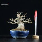Acer Buergerianum - Kaede - immagine 5