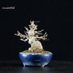 Acer Buergerianum - Kaede - immagine 6