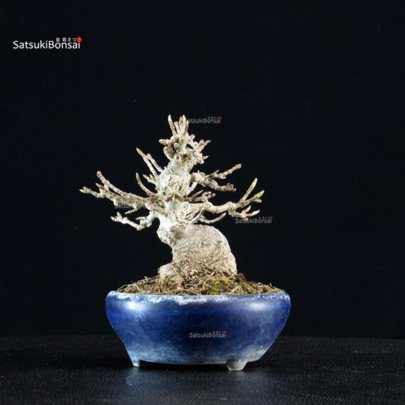 Acer Buergerianum - Kaede - immagine 6