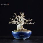 Acer Buergerianum - Kaede - immagine 7