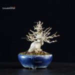 Acer Buergerianum - Kaede - immagine 8