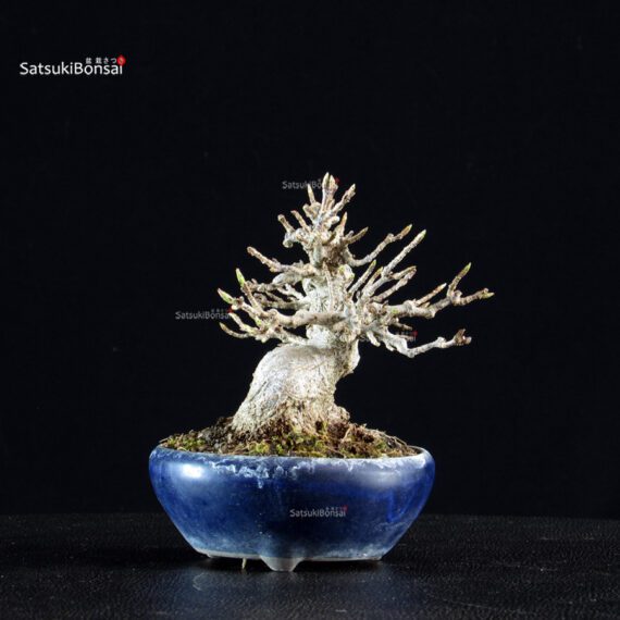 Acer Buergerianum - Kaede - immagine 8