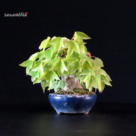 Acer Buergerianum - Kaede - immagine 2