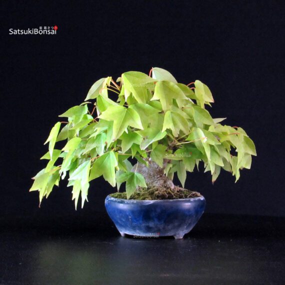 Acer Buergerianum - Kaede - immagine 3