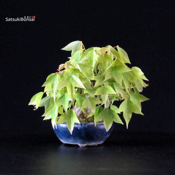 Acer Buergerianum - Kaede - immagine 4