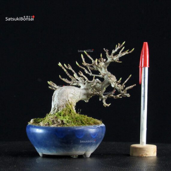Acer Buergerianum - Kaede - immagine 5