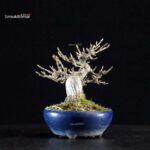 Acer Buergerianum - Kaede - immagine 6