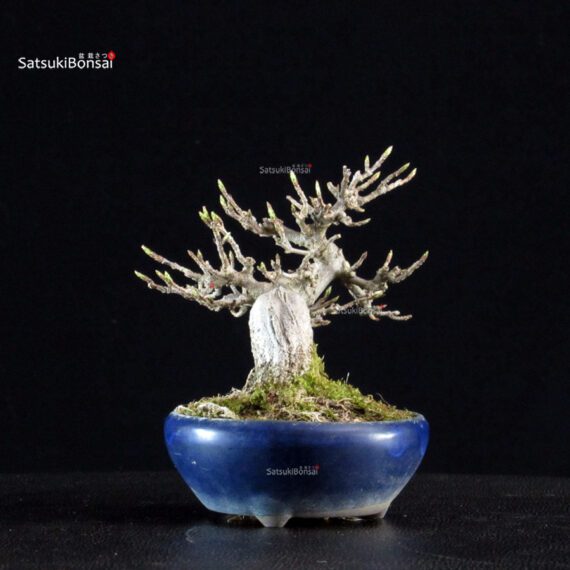 Acer Buergerianum - Kaede - immagine 6
