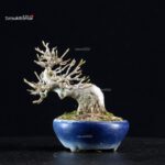 Acer Buergerianum - Kaede - immagine 7