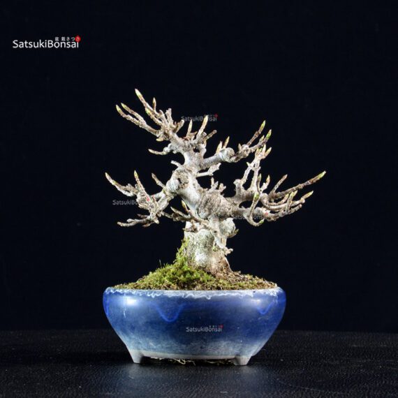 Acer Buergerianum - Kaede - immagine 8