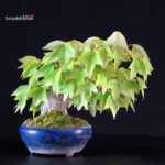 Acer Buergerianum - Kaede