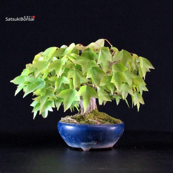 Acer Buergerianum - Kaede - immagine 2