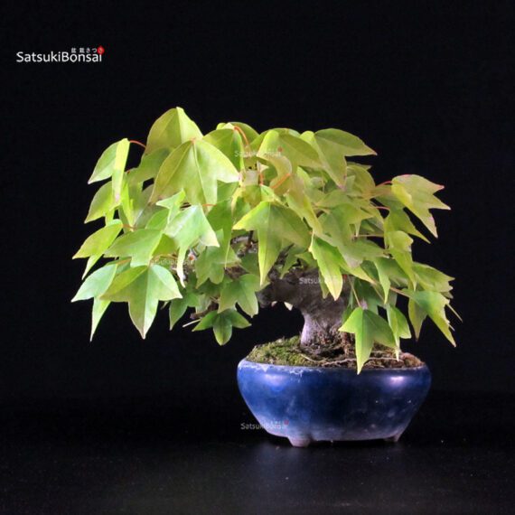Acer Buergerianum - Kaede - immagine 3