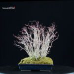 Acero palmato Yamamomiji - immagine 4