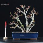Acero palmato Shishigashira