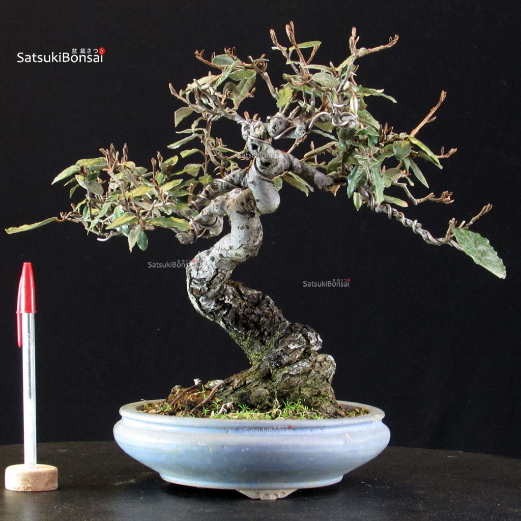 5890_1-Eleagnus-pungens Eleagnus - Gumi - immagine 1