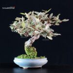 Eleagnus pungens - Gumi - immagine 2