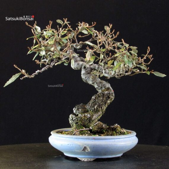 Eleagnus - Gumi - immagine 3