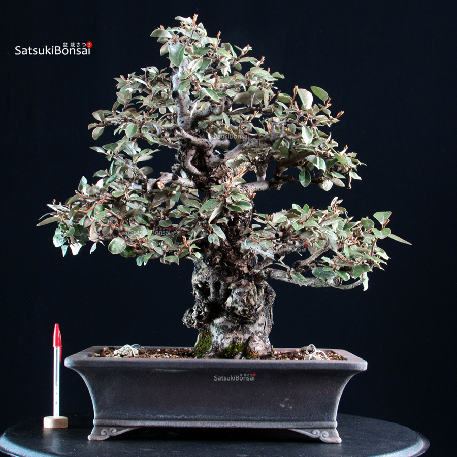 5891_1-Eleagnus pungens Gumi Eleagnus - Gumi - immagine 1