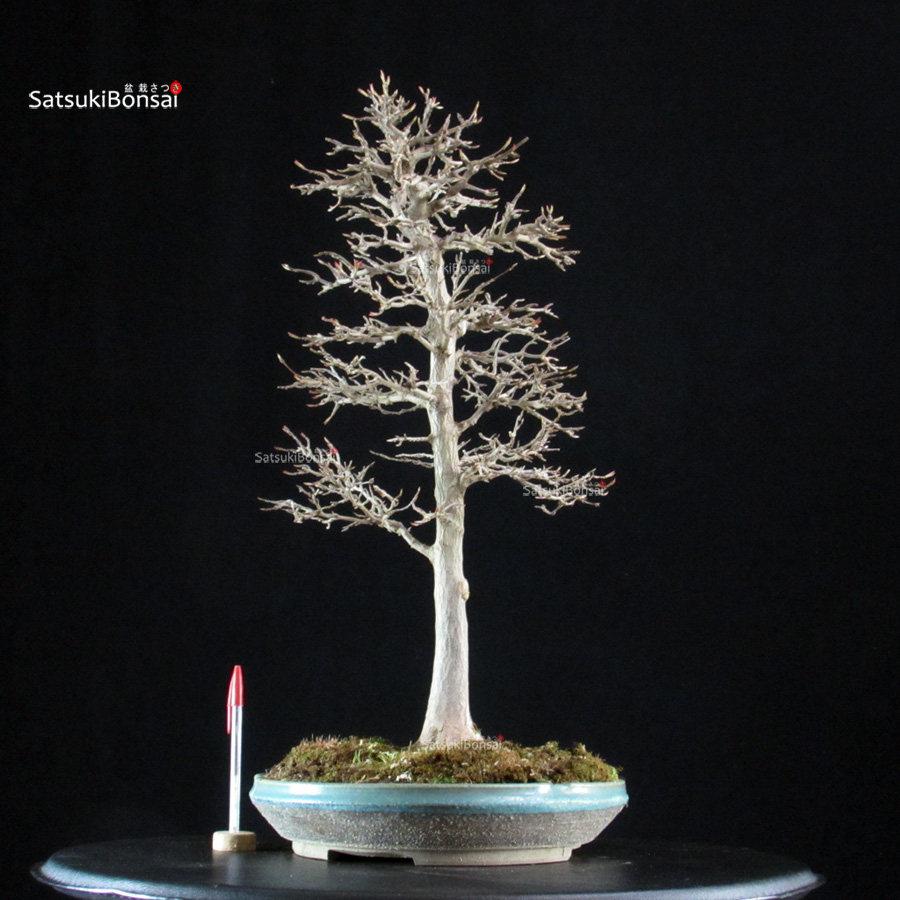 5893_1-Acer-buergerianum-kaede Acer Buergerianum - Kaede - immagine 1