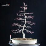 Acero palmato Deshojo - immagine 5