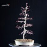Acero palmato Deshojo - immagine 6