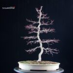 Acero palmato Deshojo - immagine 7