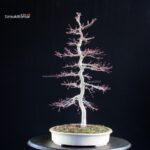 Acero palmato Deshojo - immagine 8