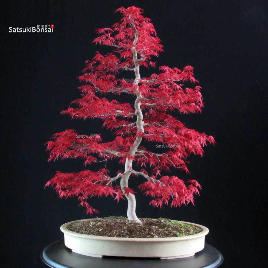 5896_6-Acer palmatum deshojo Acero palmato Deshojo - immagine 1