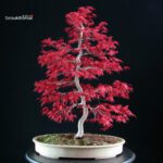Acero palmato Deshojo - immagine 3