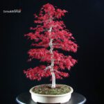 Acero palmato Deshojo - immagine 4