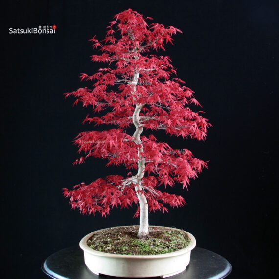 Acero palmato Deshojo - immagine 4
