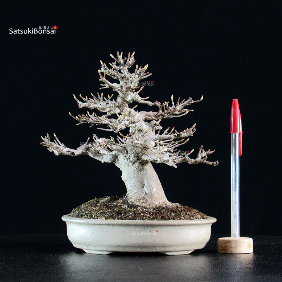 5897_1-Acer-buergerianum-kaede Acer Buergerianum - Kaede - immagine 1