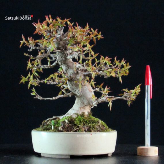 Acer Buergerianum - Kaede - immagine 5