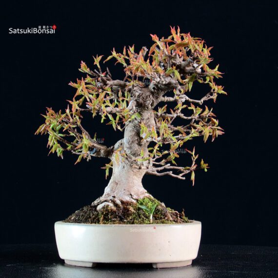 Acer Buergerianum - Kaede - immagine 6
