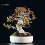 Acer Buergerianum - Kaede - immagine 7