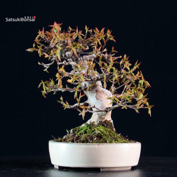 Acer Buergerianum - Kaede - immagine 8