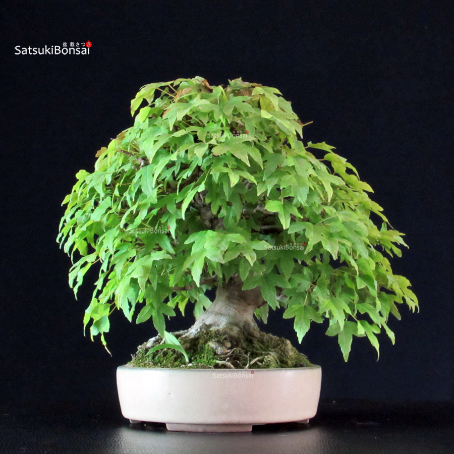 5898_6-Acer-buergerianum-kaede Acer Buergerianum - Kaede - immagine 1