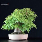 Acer Buergerianum - Kaede - immagine 2