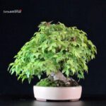Acer Buergerianum - Kaede - immagine 3
