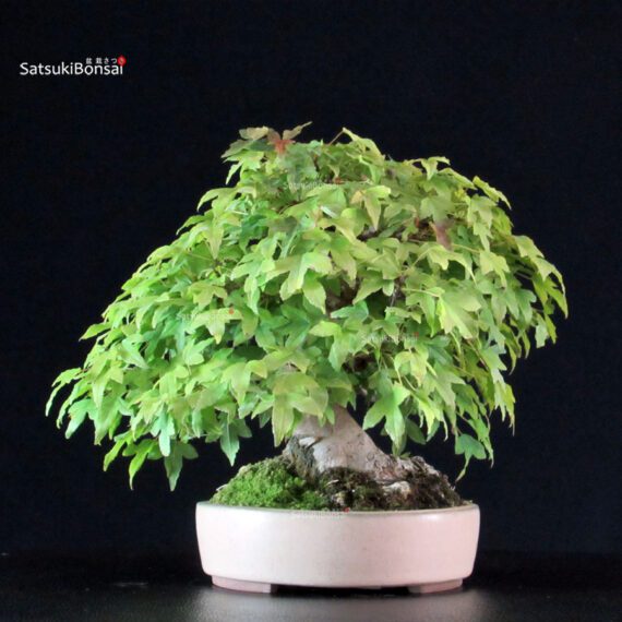 Acer Buergerianum - Kaede - immagine 3