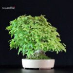 Acer Buergerianum - Kaede - immagine 4