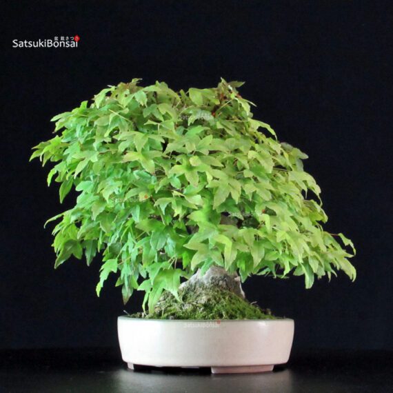 Acer Buergerianum - Kaede - immagine 4
