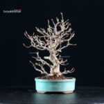 Acer Buergerianum - Kaede - immagine 6