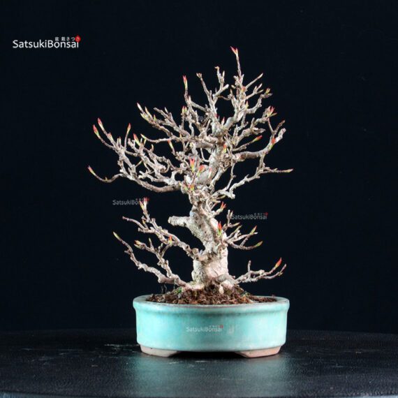 Acer Buergerianum - Kaede - immagine 6