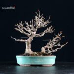 Acer Buergerianum - Kaede - immagine 7